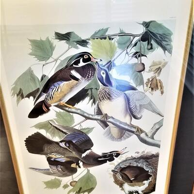 Lot #84  Audubon Print "Summer of Wood Duck"  Plate 106, No. 42