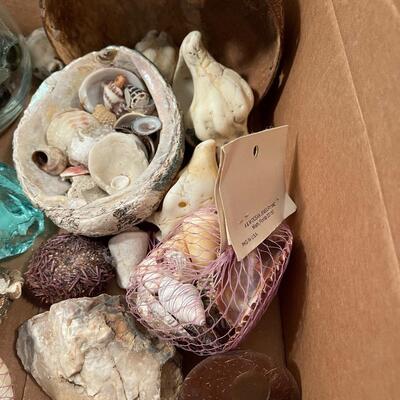 #533 Shells Rocks and Glass 