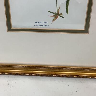 E1225 Francine Koch Signed Framed Painted Feather and Framed Great Water Plantin Pront