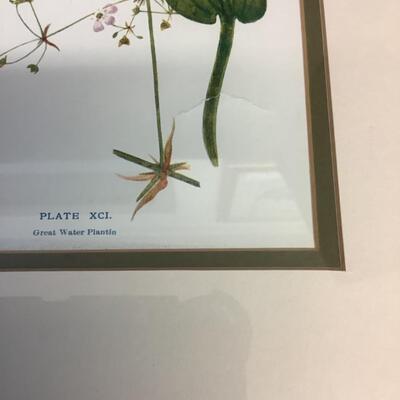 E1225 Francine Koch Signed Framed Painted Feather and Framed Great Water Plantin Pront