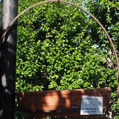 Lot 81 Rustic iron hanger and large terracotta low planter pot