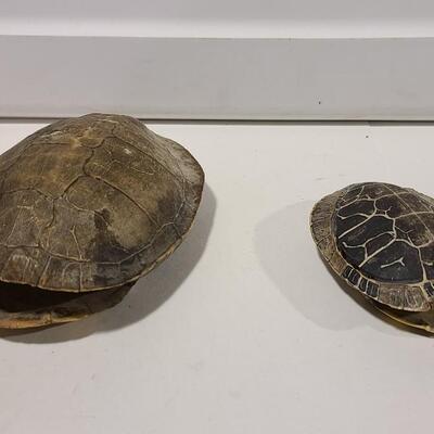Real Turtle Shells -Item #32