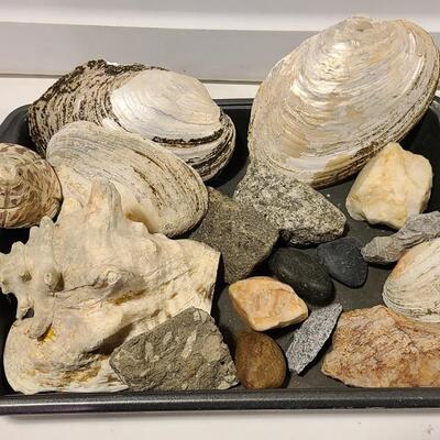 Shells+Rocks with Pan -Item #57