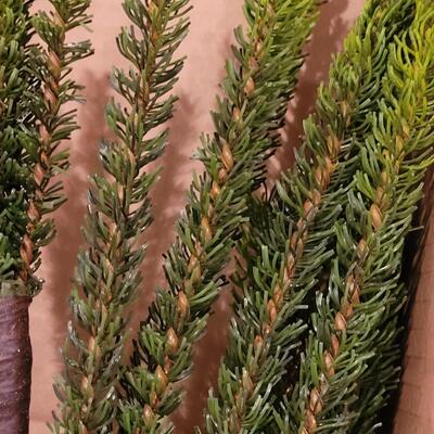 Lot 266: New Snowbabies Ornament Tree (Ornaments not included)