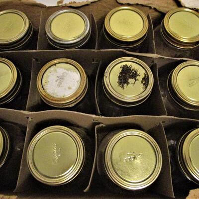 #76 Twelve Quart size canning jars, regular mouth