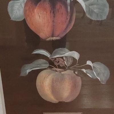 #49 Set of (4) George Brookshaw Botanical Fruit Prints