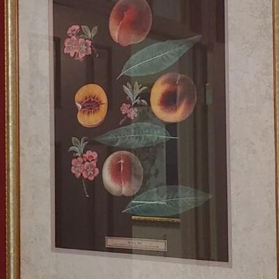 #49 Set of (4) George Brookshaw Botanical Fruit Prints