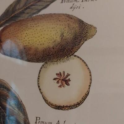 #51 Gorgeous Framed Botanical Fruit Print