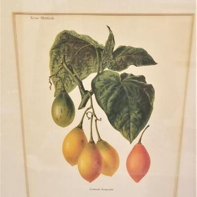 Lot #31  Set of Three Framed Botanical Prints - FRUIT