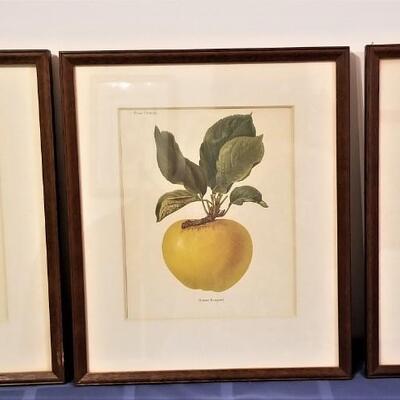 Lot #31  Set of Three Framed Botanical Prints - FRUIT