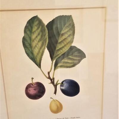 Lot #31  Set of Three Framed Botanical Prints - FRUIT