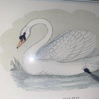 #142 Beautiful Swan Framed Print