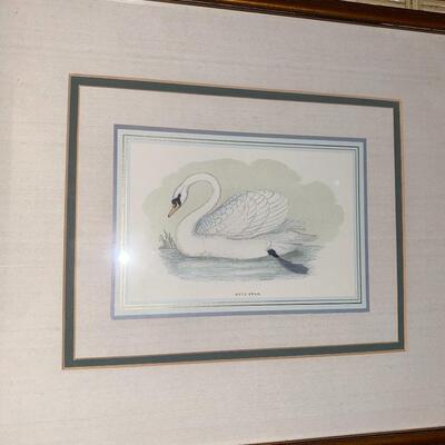 #142 Beautiful Swan Framed Print