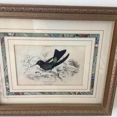 104 Pair of Antique French Matted Hummingbird Prints 