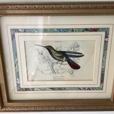 104 Pair of Antique French Matted Hummingbird Prints 