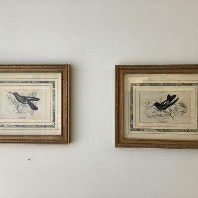 104 Pair of Antique French Matted Hummingbird Prints 