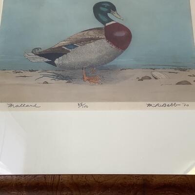 108 Original Signed and Numbered Color Etching of Mallard Duck by Maurice Webb (1891-1986)