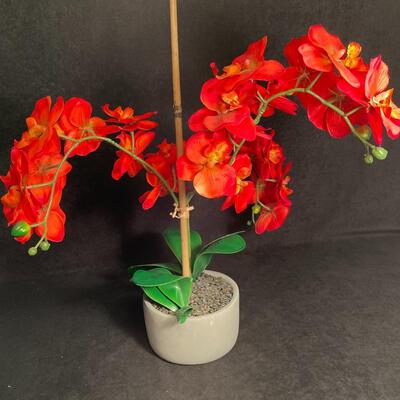 Lot 155  Mango Silk Orchid