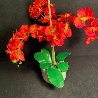 Lot 155  Mango Silk Orchid