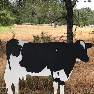 Cow Out Standing In Her Field. Local pick up only in Auburn, CA.