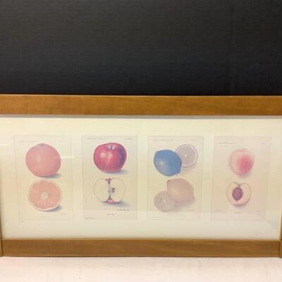 213 Framed Fruit Print with Certificate of Authenticity 