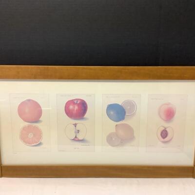 213 Framed Fruit Print with Certificate of Authenticity 
