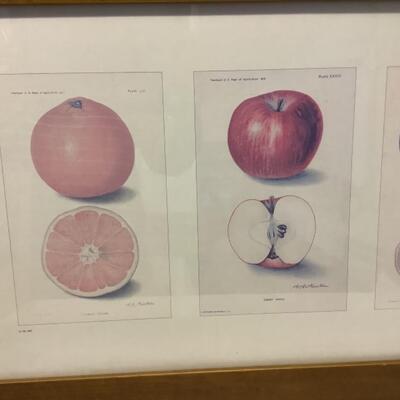 213 Framed Fruit Print with Certificate of Authenticity 