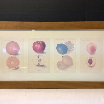 213 Framed Fruit Print with Certificate of Authenticity 