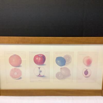 213 Framed Fruit Print with Certificate of Authenticity 