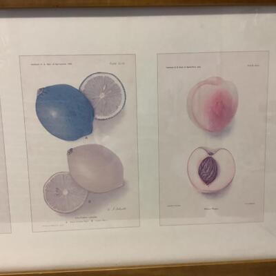 213 Framed Fruit Print with Certificate of Authenticity 