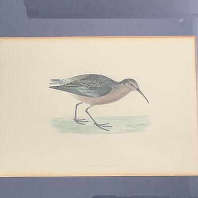239  Set of Four Framed Bird Prints 