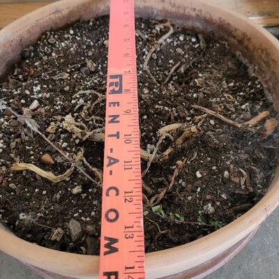 Lot 253: (2) Flower Pot with Dirt