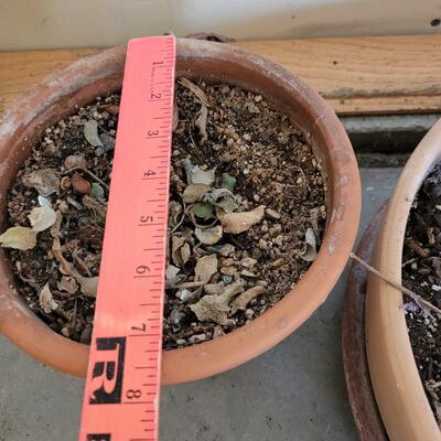 Lot 253: (2) Flower Pot with Dirt