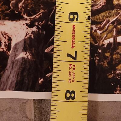 Lot 340: Bonsai Photograph 