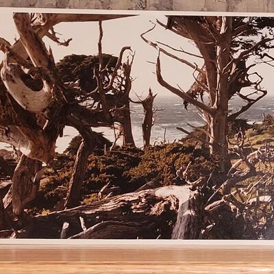 Lot 340: Bonsai Photograph 