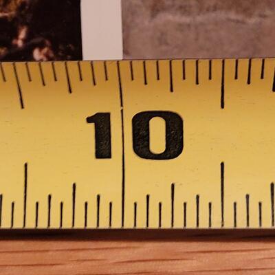 Lot 340: Bonsai Photograph 