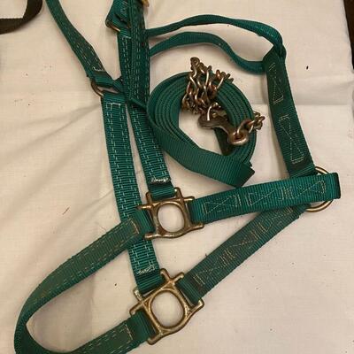 Large green Valhoma halter with green lead and chain
