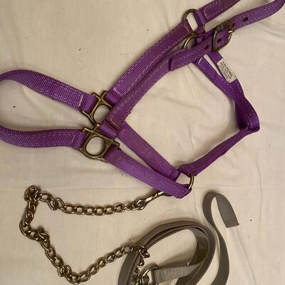 Large purple Valhoma halter and gray lead with chain