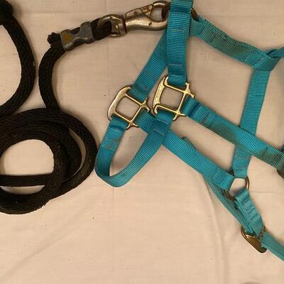 Turquoise medium nylon halter with lead