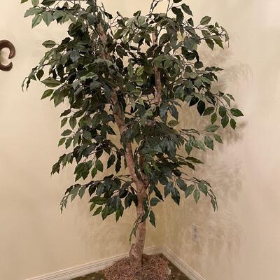Lot 34 6 foot Ficus Tree in Brass Planter