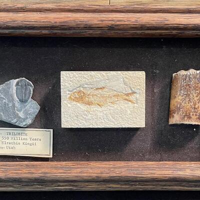 #7 Framed Fossil Collection 