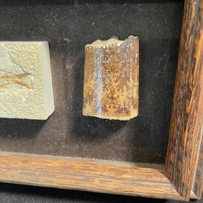 #7 Framed Fossil Collection 