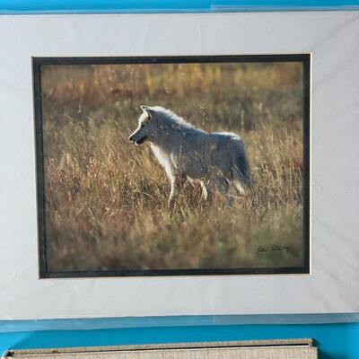 Wolf Photography Lot