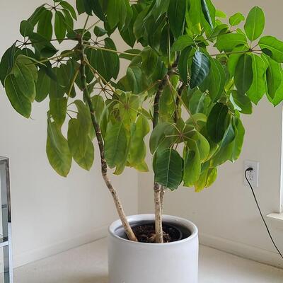 Lot 42: Live Planter in Pottery Planter