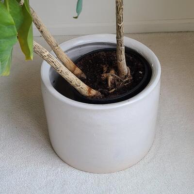 Lot 42: Live Planter in Pottery Planter