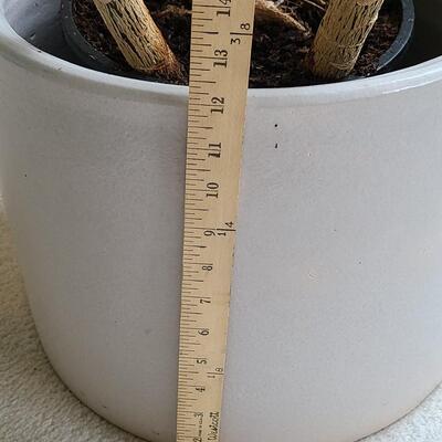 Lot 42: Live Planter in Pottery Planter