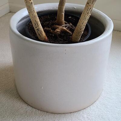 Lot 42: Live Planter in Pottery Planter