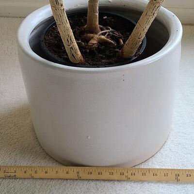 Lot 42: Live Planter in Pottery Planter