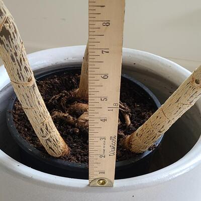 Lot 42: Live Planter in Pottery Planter