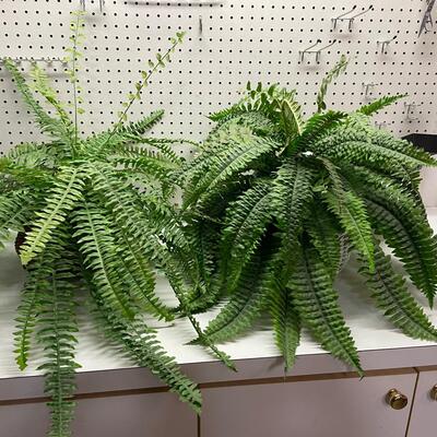 Lot 443  Two Silk Ferns